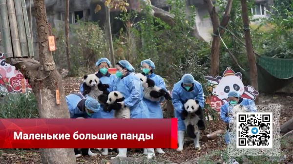 Единый Китай, дополнительная скорая, эффективное распределение лекарств, маленькие большие панды – смотрите «Китайскую панораму»-433