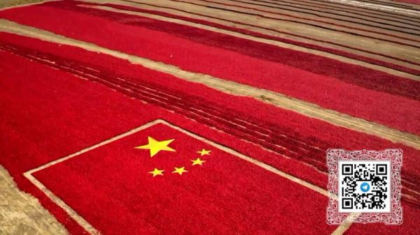 Открытый Китай, цифровая трансформация, сила КПК, зелёная политика – смотрите «Китайскую панораму»-435