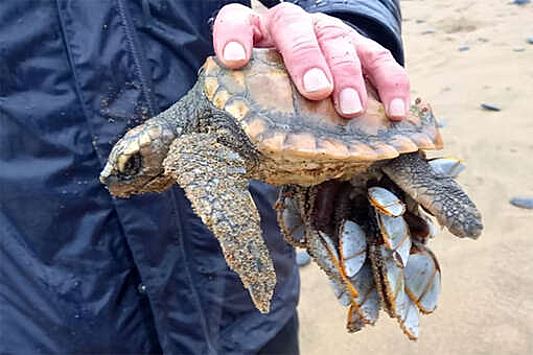 В Великобритании заметили множество выбросившихся на берег черепах