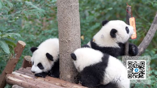 Единый Китай, дополнительная скорая, эффективное распределение лекарств, маленькие большие панды – смотрите «Китайскую панораму»-433