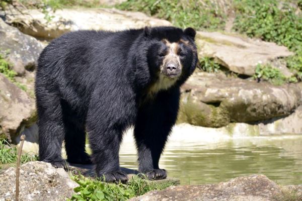 Из зоопарка в США снова сбежал очковый медведь